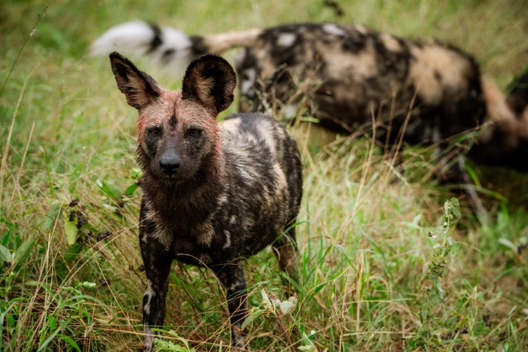 A Sabi Sand wild dog pack looking for a den, with a lion pride in the vicinity